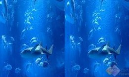 最新爆料海底世界视频,最新海底世界视频揭秘神秘生物与奇异景象