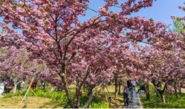 樱花最新爆料更新版本