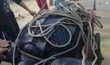 屠宰最新爆料新闻视频,屠宰场内幕惊人，视频揭露行业黑幕